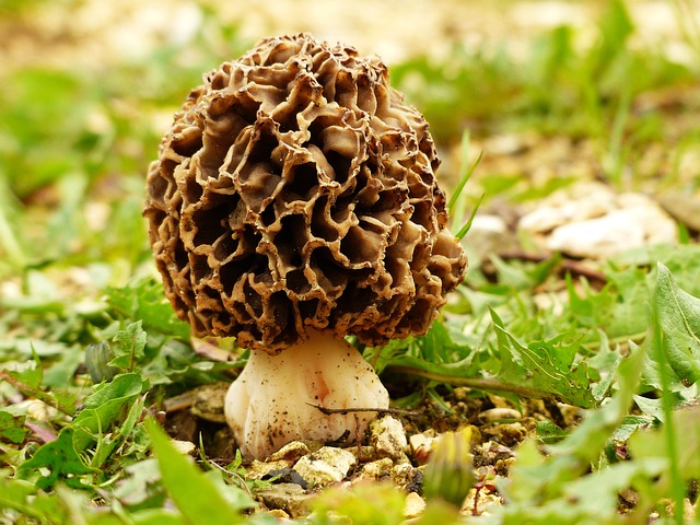 How to Cook Morel Mushrooms : Unlocking the Delicate Flavors Dreaxiagourmet.com
